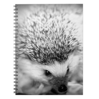 hedgehog spiral note books