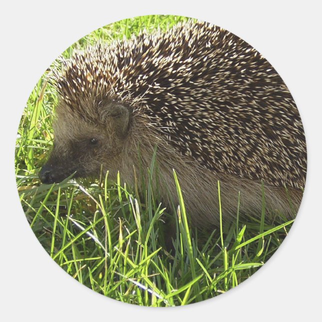 Hedgehog Stickers (Front)