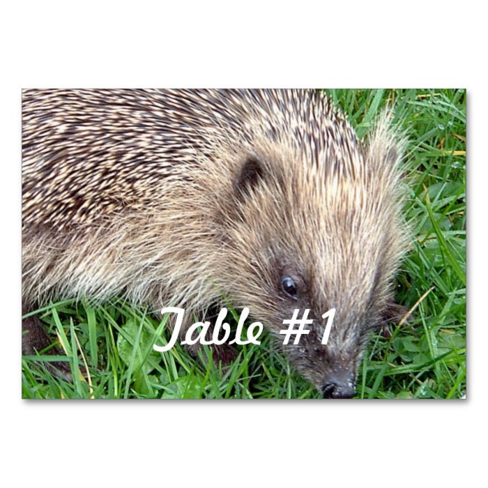 Hedgehog Table Card