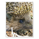 Hedgehog Temporary Tattoos