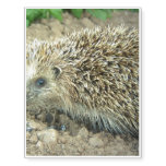 Hedgehog Temporary Tattoos