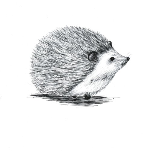 Hedgehog Thank You Card