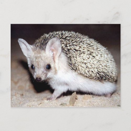 Hedgehog _ The Spiny Mammal Postcard