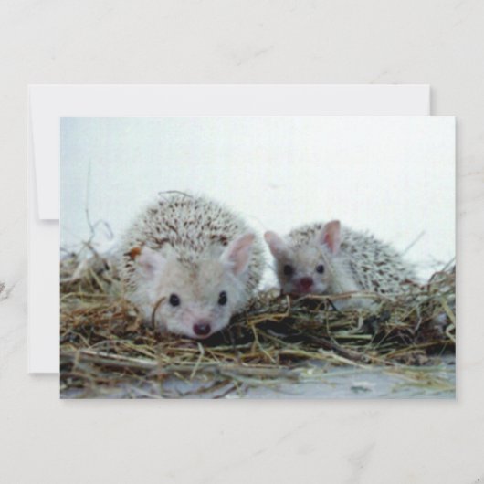 Hedgehogs as Pets (Front)