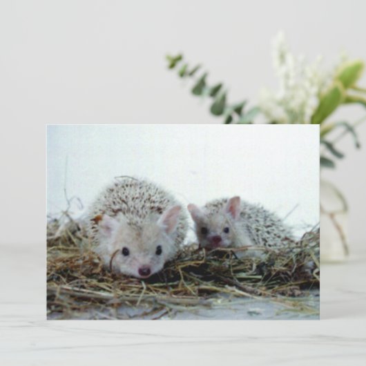 Hedgehogs as Pets (Standing Front)