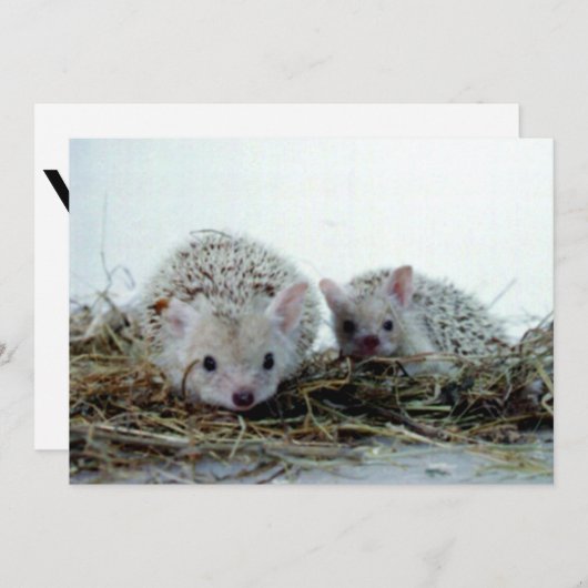 Hedgehogs as Pets (Front/Back)