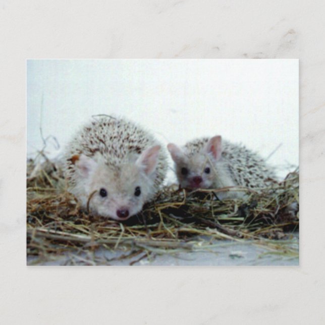 Hedgehogs as Pets Postcard (Front)