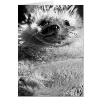 Hedgie Cards