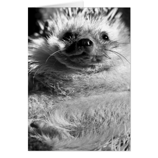 Hedgie Cards (Front)