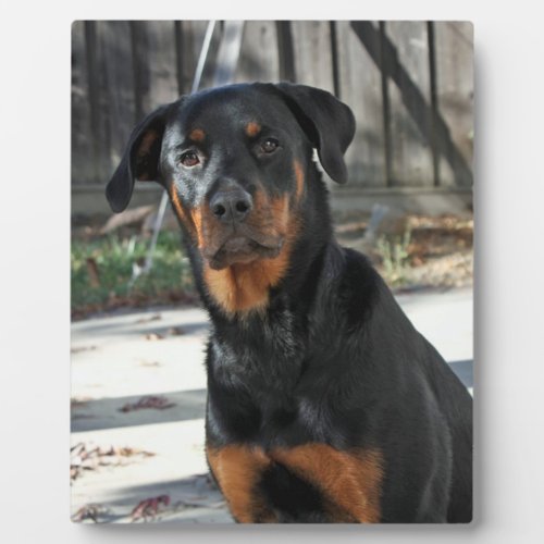 Heidi Rottweiler Backyard Photo Plaque