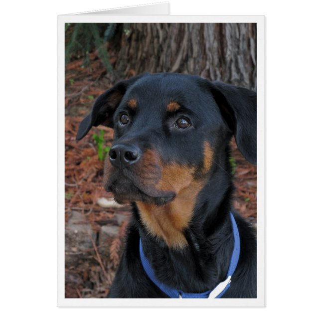 Heidi Rottweiler Blank Greeting Card (Front)
