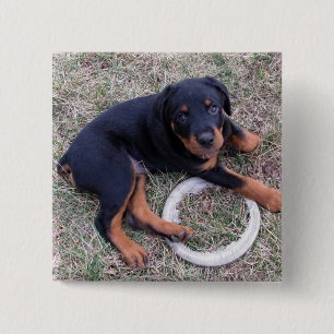 Heidi Rottweiler "Innocent" Button