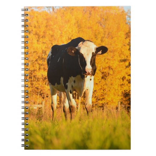 Heifer in the Autumn Pasture Notebook
