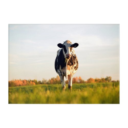 Heifer in the Pasture Acrylic Print