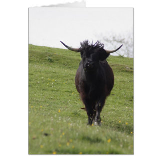 Heilan Coo running Cards