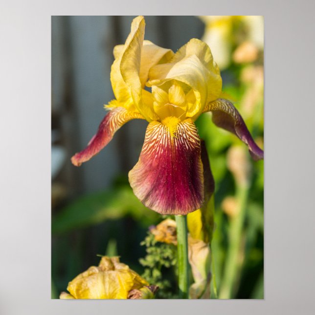 Heirloom Iris Poster (Front)
