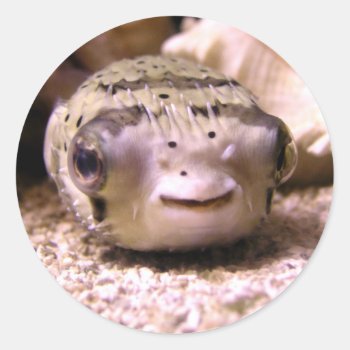 Helaine's Blowfish Pufferfish Classic Round Sticker by hawkysmom at Zazzle