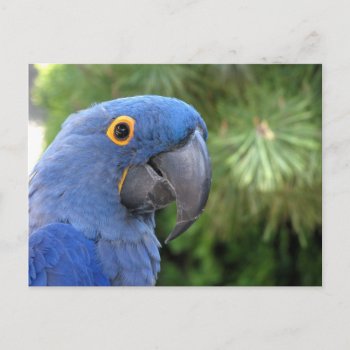 Helaine's Blue Parrot Postcard by hawkysmom at Zazzle