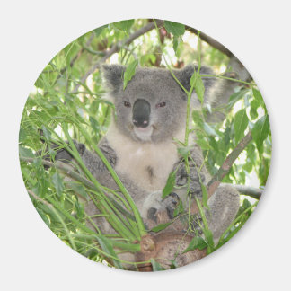 Helaine's Koala Bear Magnet