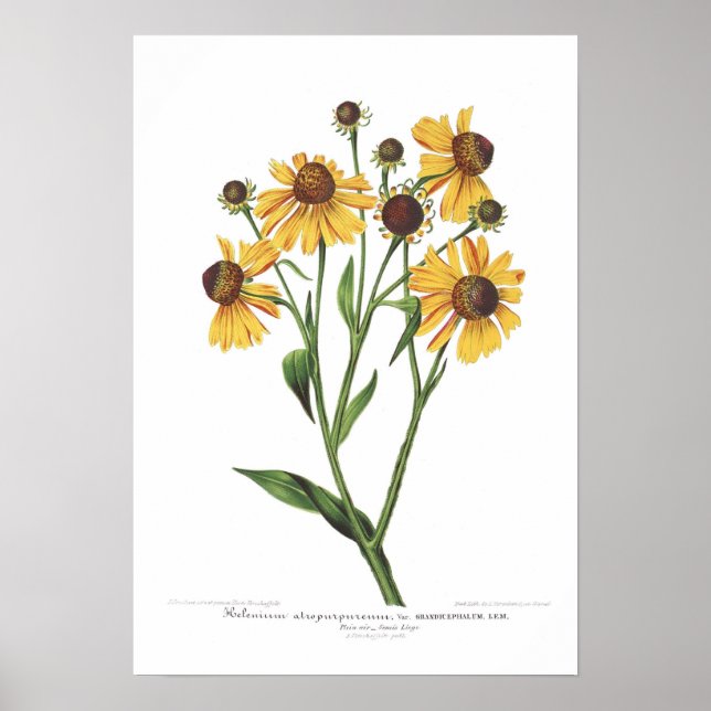 Helenium atropurpureum poster (Front)