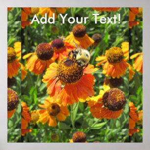 Helenium Bee Orange Flower Poster