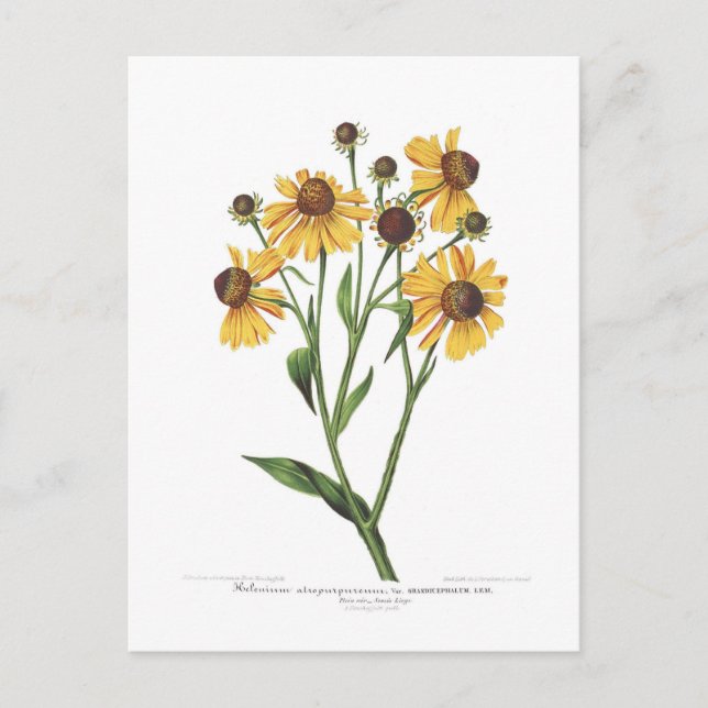Helenium Postcard (Front)