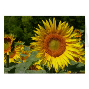 Helianthus annuus cards