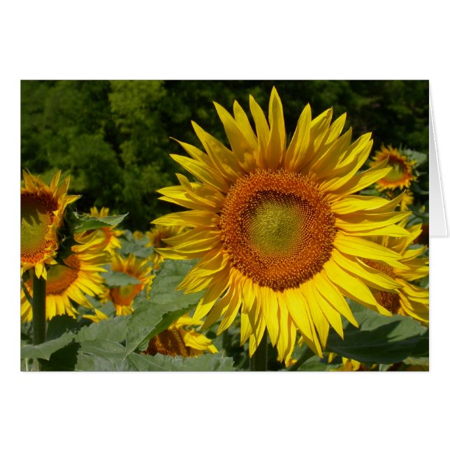 Helianthus annuus cards (Front Horizontal)