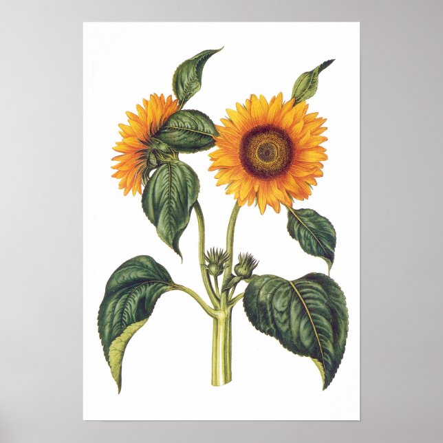 Helianthus annuus poster (Front)
