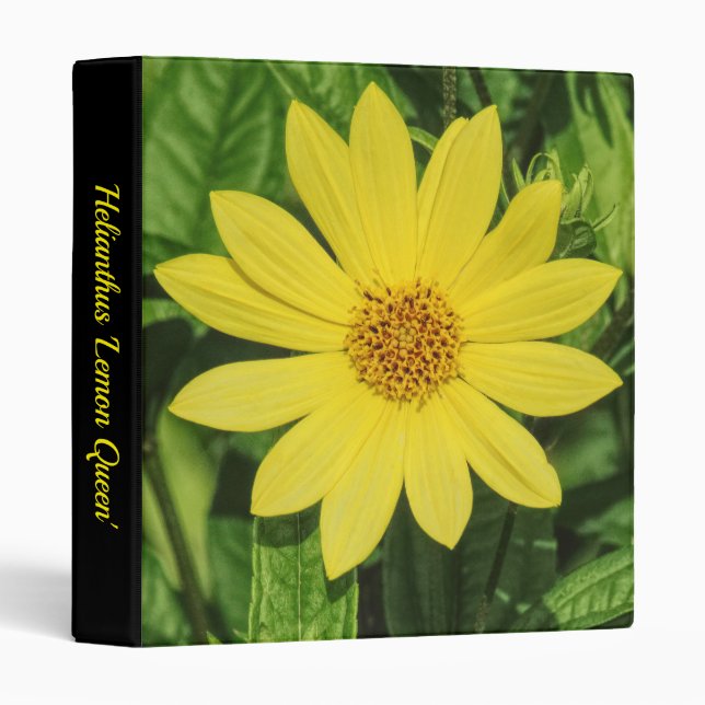 Helianthus 'Lemon Queen' (1in) 3 Ring Binder (Front/Spine)