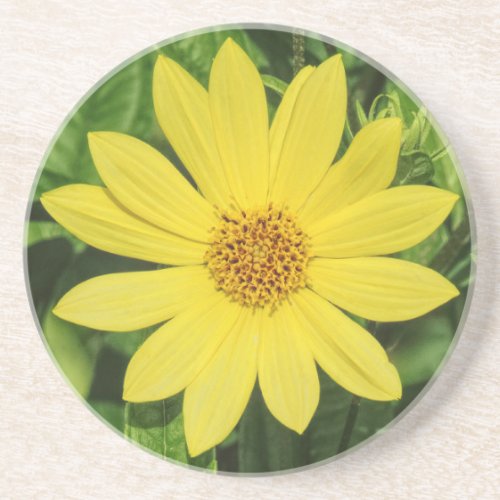Helianthus Lemon Queen Sunflower Coaster