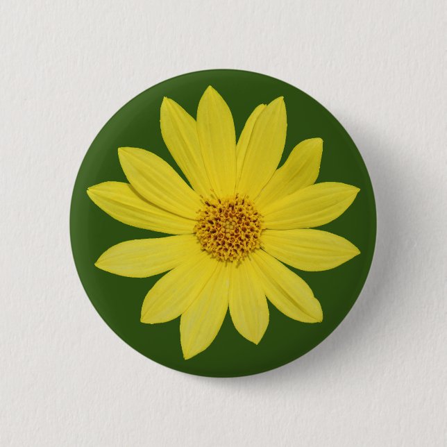 Helianthus 'Lemon Queen' Sunflower (isolated) Button (Front)