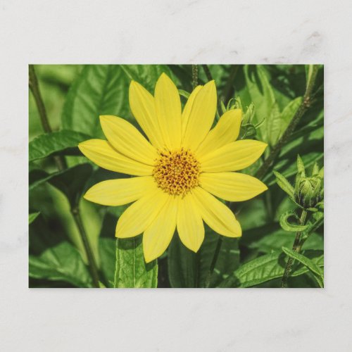 Helianthus Lemon Queen Sunflower Postcard