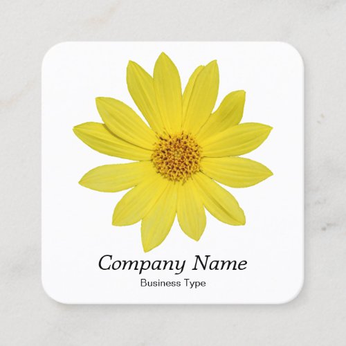 Helianthus Lemon Queen Sunflower _ White Square Business Card