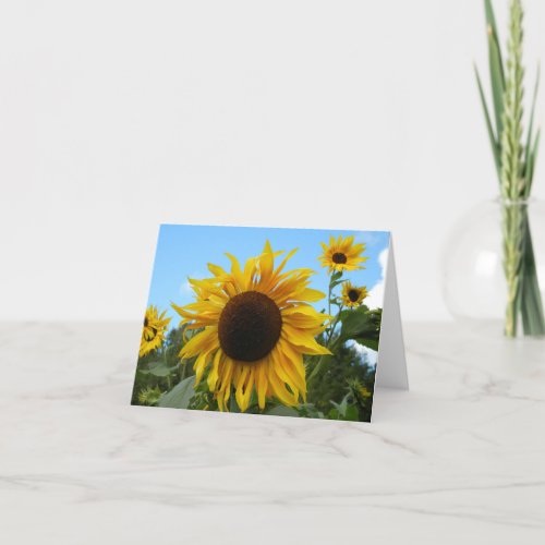 Helianthus Sunflower in Scotland card blank