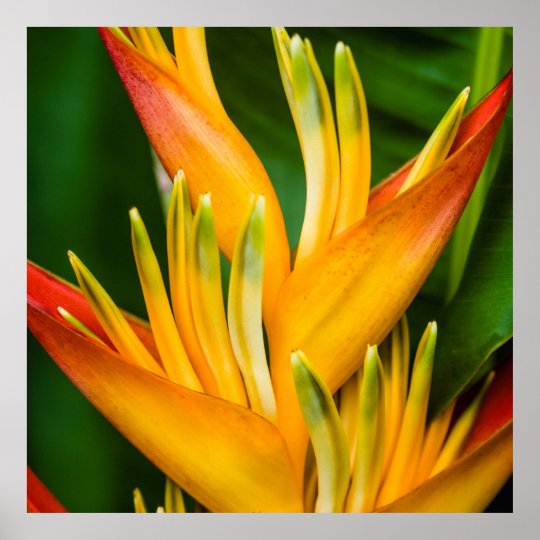 Heliconia Bird of Paradise Flower Photography Poster | Zazzle.com