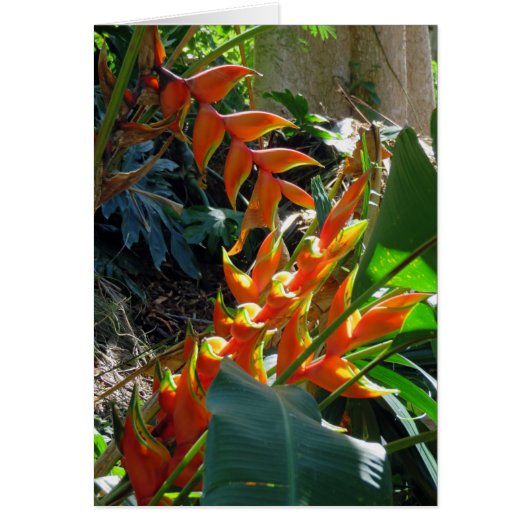 Heliconia Cards (Front)