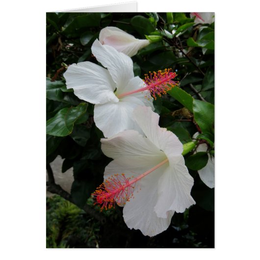Heliconia Cards (Front)