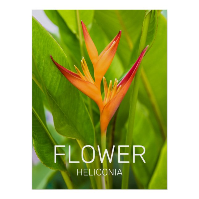 Heliconia Flowers Botanical Plant Garden Design Poster (Front)