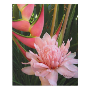 Heliconia Pink Torch Ginger Faux Wrapped Canvas