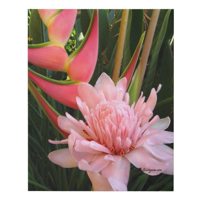 Heliconia Pink Torch Ginger Faux Wrapped Canvas (Front)