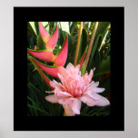 Heliconia Pink Torch Ginger Hawaiian Poster Prints