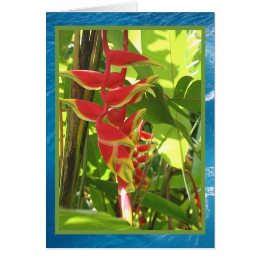 Heliconia rostrata cards (Front)