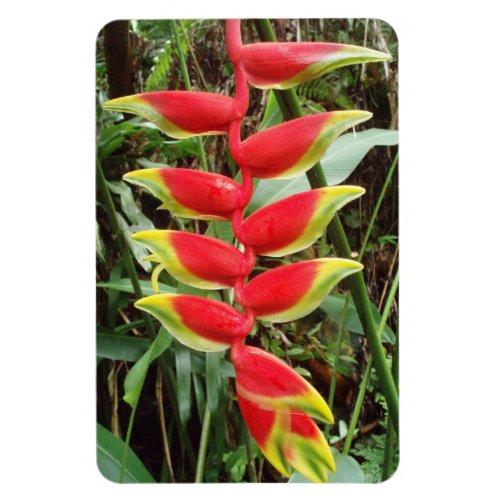 Heliconia rostrata Flower Flexible Photo Magnet