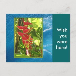 Heliconia rostrata postcard