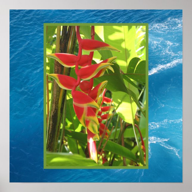 Heliconia rostrata poster (Front)