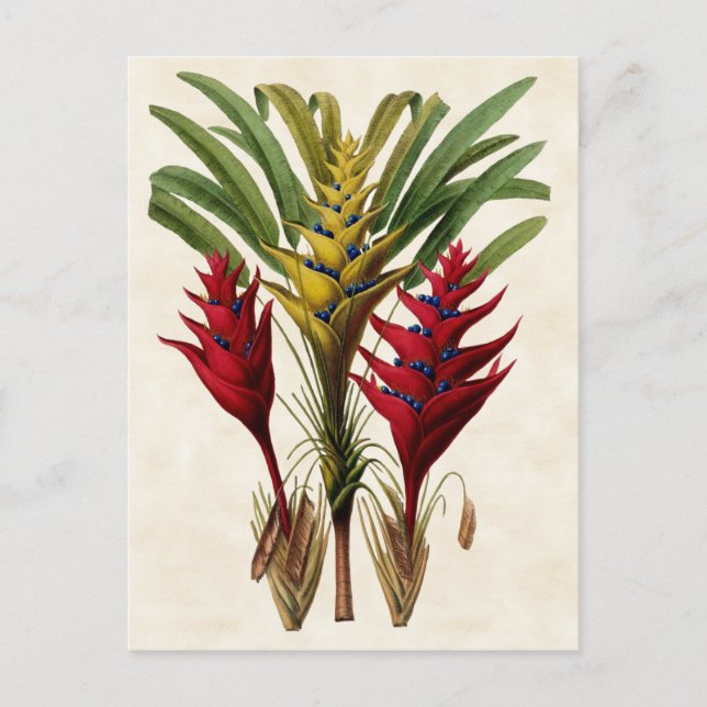 Heliconia Vintage Botanical Postcard (Front)