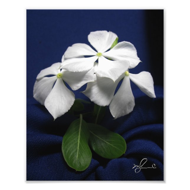 Helicopter Flowers Photo Print (Front)