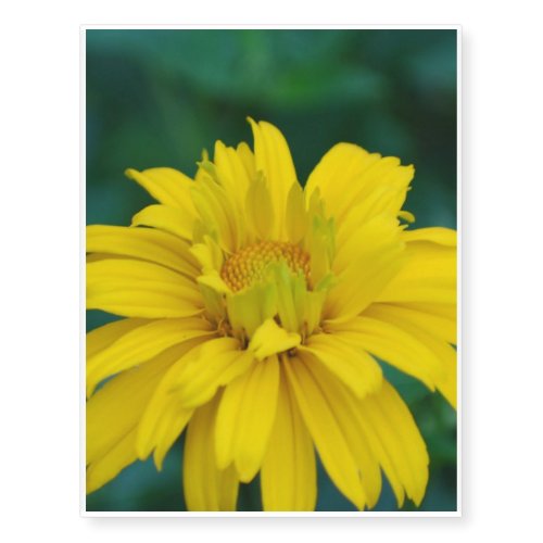 Heliopsis Flowers Temporary Tattoos