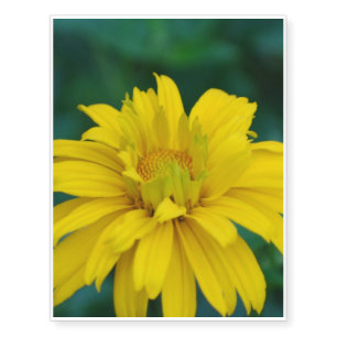 Heliopsis Flowers Temporary Tattoos